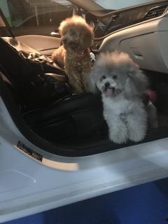 国产木偶视频大全,传承与创新的艺术之旅